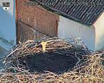 Capi_Dubne_20260823_063504.jpg