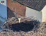 Capi_Dubne_20260823_064004.jpg