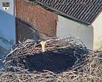 Capi_Dubne_20260823_064504.jpg