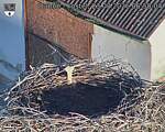 Capi_Dubne_20260823_065004.jpg