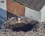 Capi_Dubne_20260823_071503.jpg