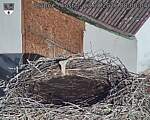 Capi_Dubne_20260823_080004.jpg