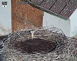 Capi_Dubne_20260823_082004.jpg