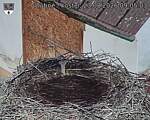 Capi_Dubne_20260823_090503.jpg