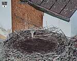 Capi_Dubne_20260823_095004.jpg