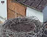 Capi_Dubne_20260823_131004.jpg