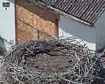 Capi_Dubne_20260823_150003.jpg