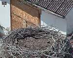 Capi_Dubne_20260823_151504.jpg
