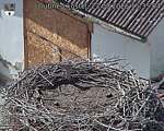 Capi_Dubne_20260823_153504.jpg