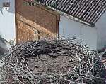 Capi_Dubne_20260823_154004.jpg
