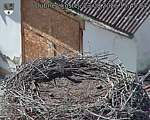 Capi_Dubne_20260823_154504.jpg