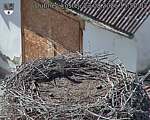 Capi_Dubne_20260823_155003.jpg