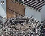 Capi_Dubne_20260823_160502.jpg