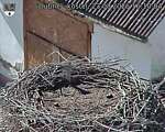 Capi_Dubne_20260823_161004.jpg