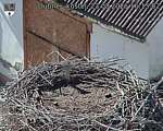 Capi_Dubne_20260823_161502.jpg