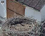 Capi_Dubne_20260823_162502.jpg