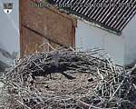 Capi_Dubne_20260823_163003.jpg