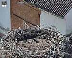 Capi_Dubne_20260823_163503.jpg