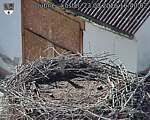 Capi_Dubne_20260823_164002.jpg