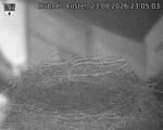Capi_Dubne_20260823_230503.jpg