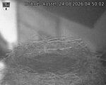 Capi_Dubne_20260824_045002.jpg