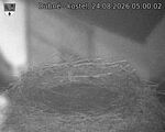 Capi_Dubne_20260824_050002.jpg