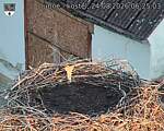 Capi_Dubne_20260824_062503.jpg