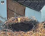 Capi_Dubne_20260824_063003.jpg