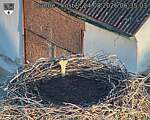 Capi_Dubne_20260824_063503.jpg