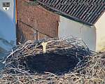 Capi_Dubne_20260824_064003.jpg