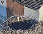 Capi_Dubne_20260824_064503.jpg