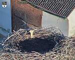 Capi_Dubne_20260824_065003.jpg