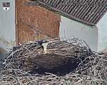 Capi_Dubne_20260824_073003.jpg