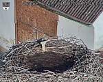 Capi_Dubne_20260824_074003.jpg