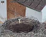 Capi_Dubne_20260824_081003.jpg