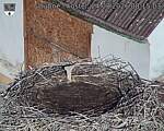 Capi_Dubne_20260824_081503.jpg