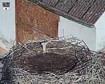 Capi_Dubne_20260824_082003.jpg