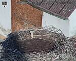 Capi_Dubne_20260824_082503.jpg