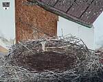 Capi_Dubne_20260824_085003.jpg