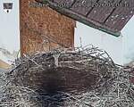 Capi_Dubne_20260824_090003.jpg