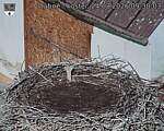 Capi_Dubne_20260824_093003.jpg