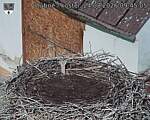 Capi_Dubne_20260824_094505.jpg