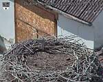 Capi_Dubne_20260824_145503.jpg