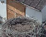Capi_Dubne_20260824_153003.jpg