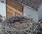 Capi_Dubne_20260824_153503.jpg