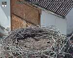 Capi_Dubne_20260824_160003.jpg