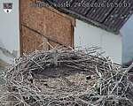 Capi_Dubne_20260824_175003.jpg