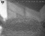 Capi_Dubne_20260824_222003.jpg