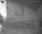 Capi_Dubne_20260825_002003.jpg
