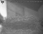Capi_Dubne_20260825_040003.jpg